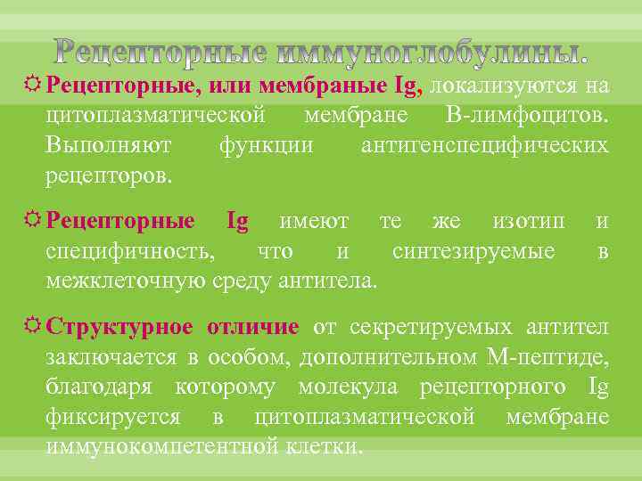  Рецепторные, или мембраные Ig, локализуются на цитоплазматической мембране В-лимфоцитов. Выполняют функции антигенспецифических рецепторов.