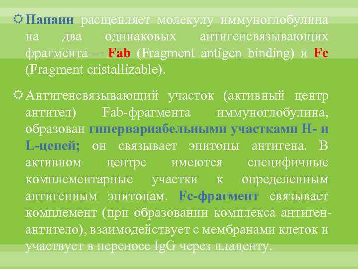  Папаин расщепляет молекулу иммуноглобулина на два одинаковых антигенсвязывающих фрагмента— Fab (Fragment antigen binding)