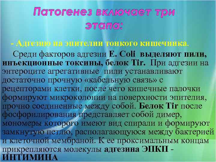 - Адгезию на эпителии тонкого кишечника. Среди факторов адгезии E. Coli выделяют пили, инъекционные