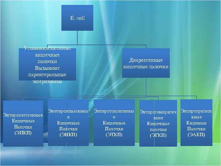 E. coli Условнопатогенные кишечные палочки Вызывают парентеральные эшерихиозы Энтеропатогенные Кишечные Палочки (ЭПКП) Энетероинвазивны е