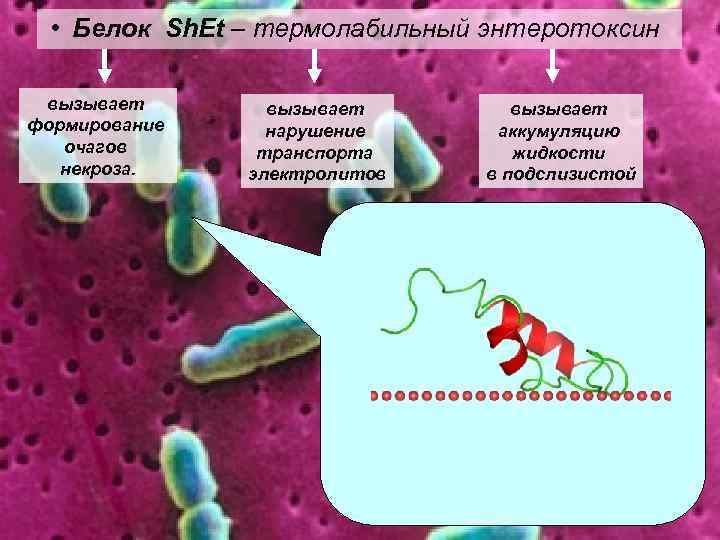  • Белок Sh. Et – термолабильный энтеротоксин вызывает формирование очагов некроза. вызывает нарушение