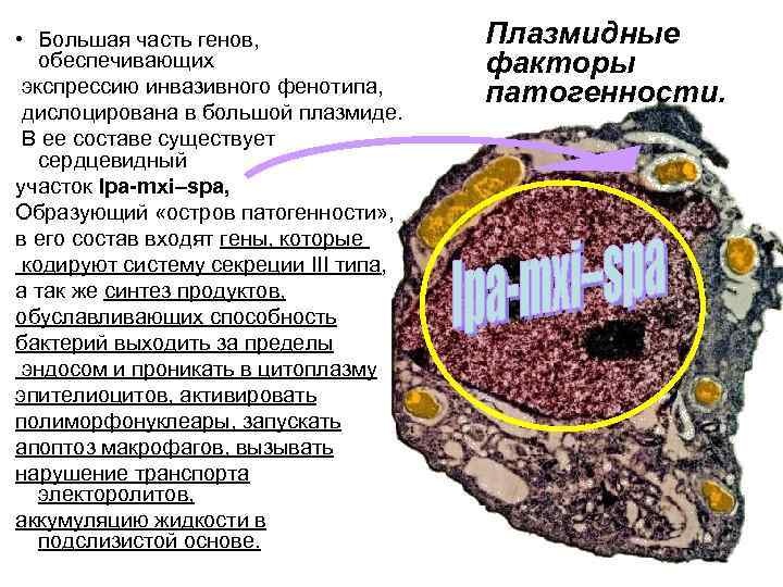  • Большая часть генов, обеспечивающих экспрессию инвазивного фенотипа, дислоцирована в большой плазмиде. В