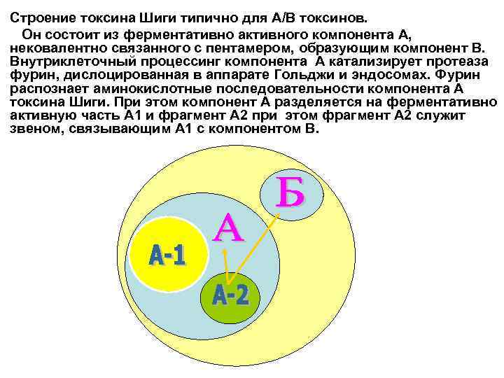 Строение токсина Шиги типично для А/В токсинов. Он состоит из ферментативно активного компонента А,