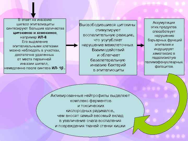 В ответ на инвазию шигелл эпителиоциты синтезируют большие количества цитокинов и хемокинов, например ИЛ-8.