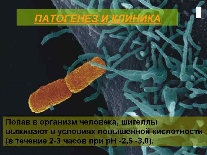 ПАТОГЕНЕЗ И КЛИНИКА Попав в организм человека, шигеллы выживают в условиях повышенной кислотности (в