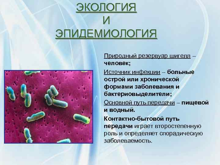 ЭКОЛОГИЯ И ЭПИДЕМИОЛОГИЯ Природный резервуар шигелл – человек; Источник инфекции – больные острой или