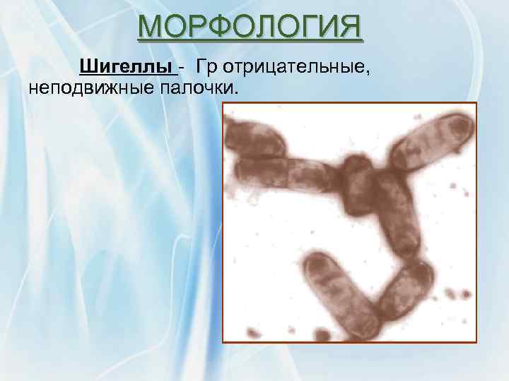МОРФОЛОГИЯ Шигеллы - Гр отрицательные, неподвижные палочки. 