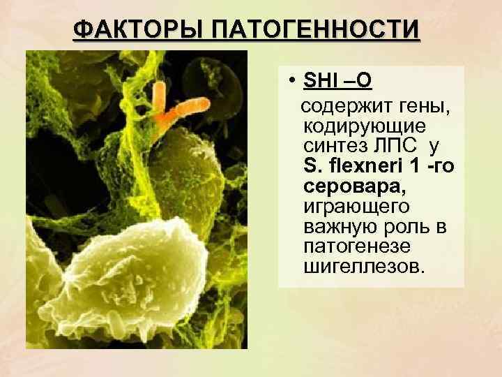 ФАКТОРЫ ПАТОГЕННОСТИ • SHI –O содержит гены, кодирующие синтез ЛПС у S. flexneri 1