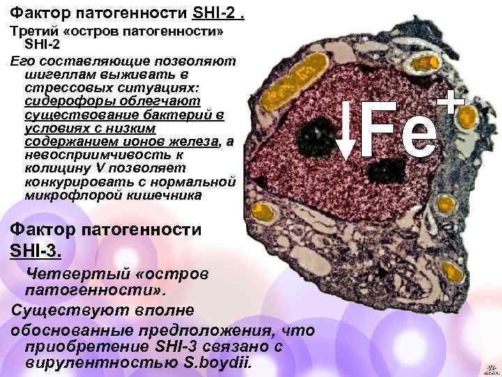 Фактор патогенности SHI-2. Третий «остров патогенности» SHI-2 Его составляющие позволяют шигеллам выживать в стрессовых