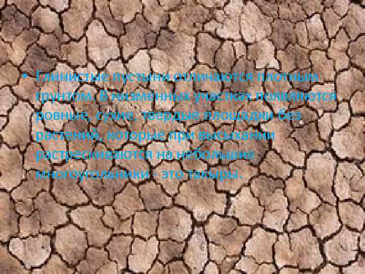  • Глинистые пустыни отличаются плотным грунтом. В низменных участках появляются ровные, сухие, твердые