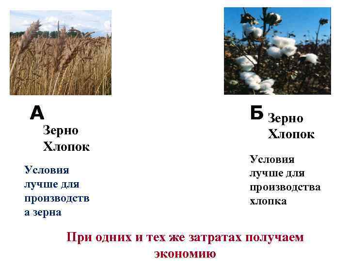 А Зерно Хлопок Условия лучше для производств а зерна Б Зерно Хлопок Условия лучше
