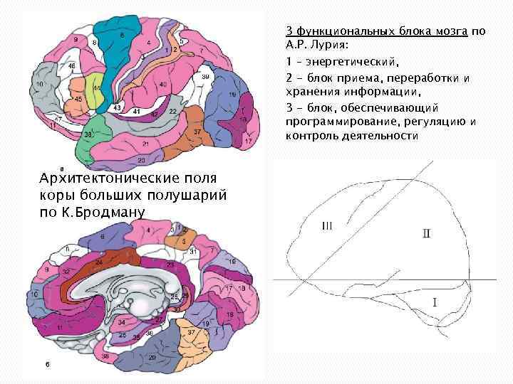 3 функциональных блока мозга по А. Р. Лурия: 1 – энергетический, 2 - блок