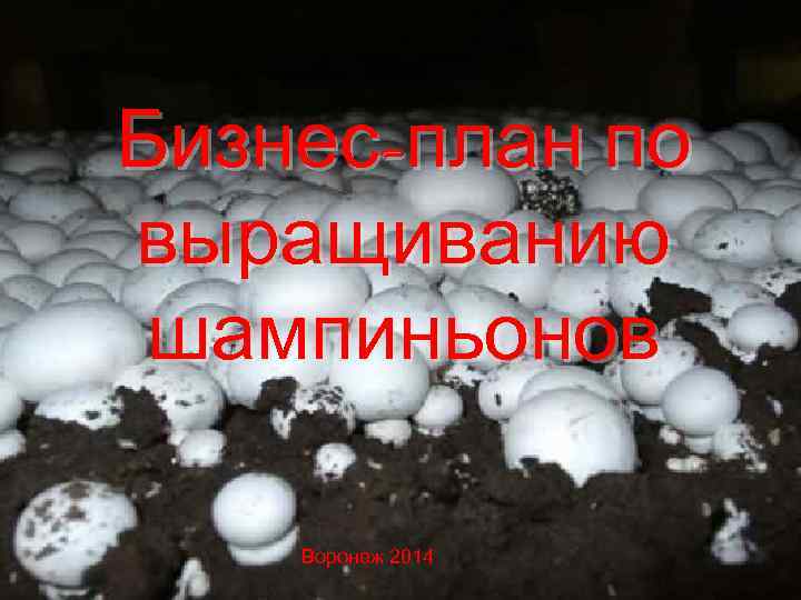 Бизнес-план по выращиванию шампиньонов Воронеж 2014 