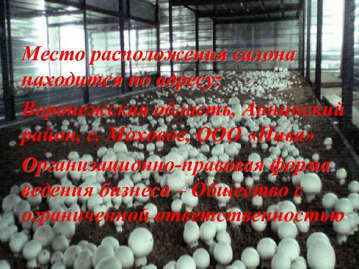 Место расположения салона находится по адресу: Воронежская область, Аннинский район, с. Моховое, ООО «Нива»