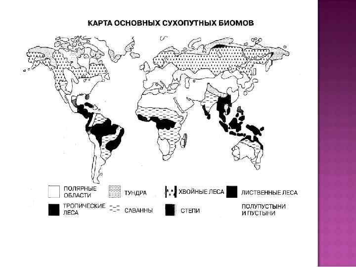 Основные биомы земли презентация 11 класс