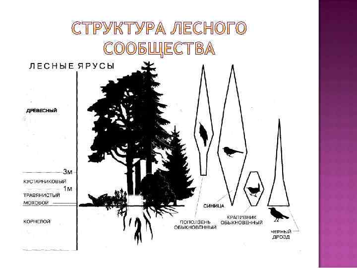 Схема ярусов елового леса