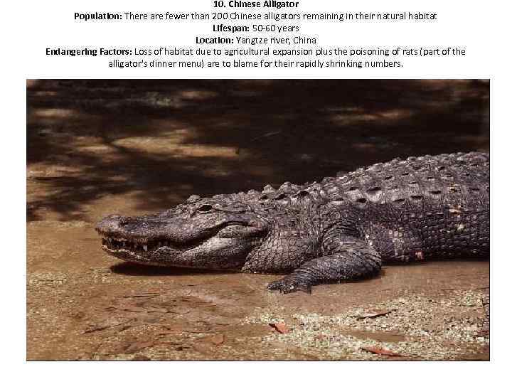 10. Chinese Alligator Population: There are fewer than 200 Chinese alligators remaining in their