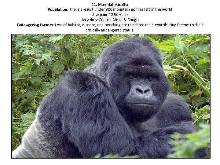 11. Mountain Gorilla Population: There are just under 800 mountain gorillas left in the