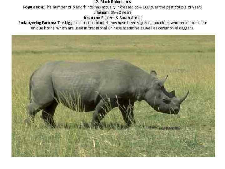 12. Black Rhinoceros Population: The number of black rhinos has actually increased to 4,