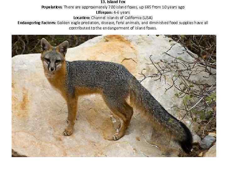 13. Island Fox Population: There approximately 700 island foxes, up 685 from 10 years