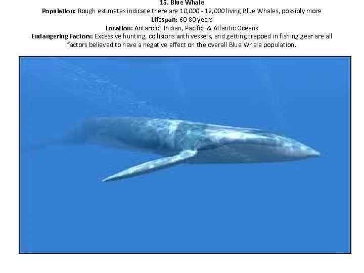 15. Blue Whale Population: Rough estimates indicate there are 10, 000 - 12, 000