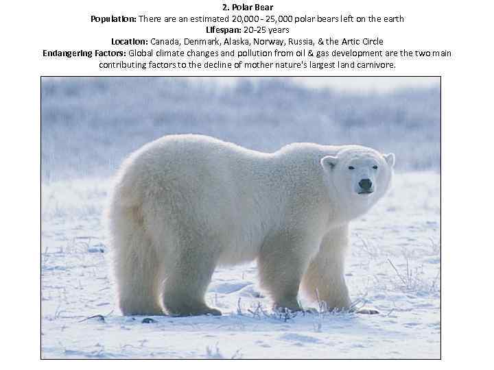 2. Polar Bear Population: There an estimated 20, 000 - 25, 000 polar bears
