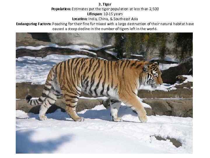 3. Tiger Population: Estimates put the tiger population at less than 2, 500 Lifespan: