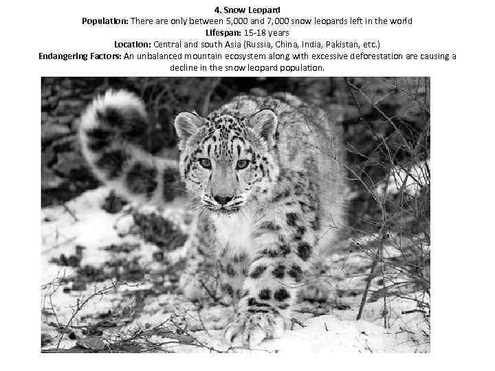 4. Snow Leopard Population: There are only between 5, 000 and 7, 000 snow