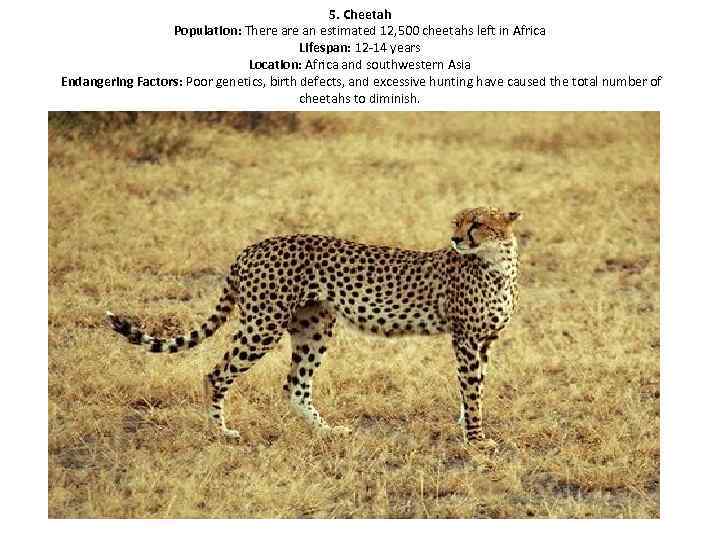 5. Cheetah Population: There an estimated 12, 500 cheetahs left in Africa Lifespan: 12