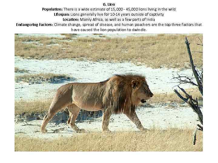 6. Lion Population: There is a wide estimate of 15, 000 - 45, 000