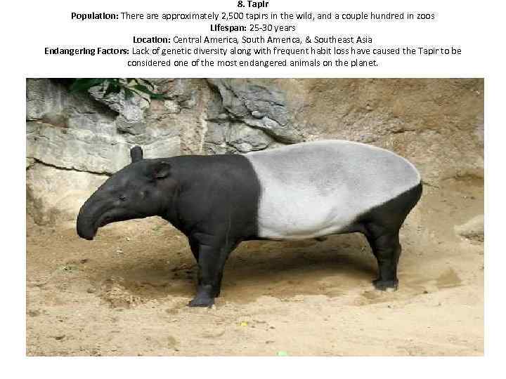 8. Tapir Population: There approximately 2, 500 tapirs in the wild, and a couple