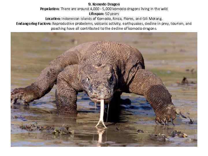 9. Komodo Dragon Population: There around 4, 000 - 5, 000 komodo dragons living
