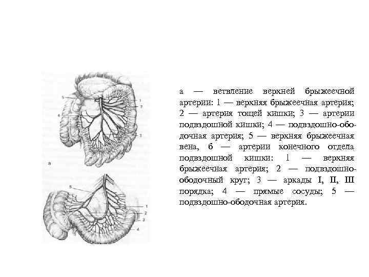 а — ветвление верхней брыжеечной артерии: 1 — верхняя брыжеечная артерия; 2 — артерия