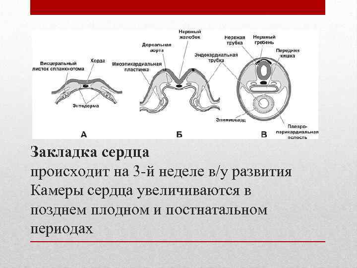 Закладка сердца происходит на 3 -й неделе в/у развития Камеры сердца увеличиваются в позднем