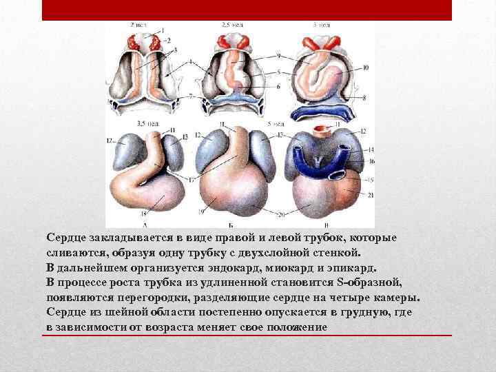 Сердце закладывается в виде правой и левой трубок, которые сливаются, образуя одну трубку с