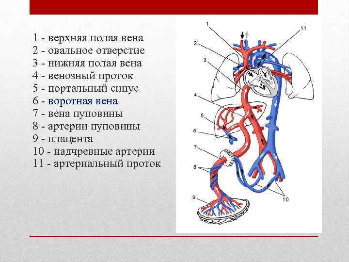 Две нижних полых вены. Система нижней полой вены анатомия. Верхняя полая Вена схема. Нижняя полая Вена кровообращения. Верхняя полая и нижняя полая Вена.