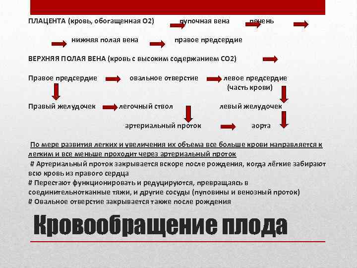 ПЛАЦЕНТА (кровь, обогащенная О 2) нижняя полая вена пупочная вена печень правое предсердие ВЕРХНЯЯ