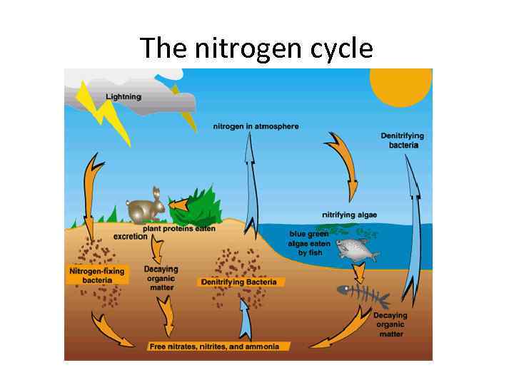The nitrogen cycle 
