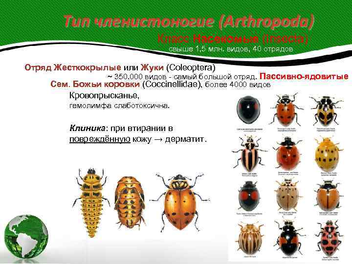 Тип членистоногие (Arthropoda) Класс Насекомые (Insecta) свыше 1, 5 млн. видов, 40 отрядов Отряд