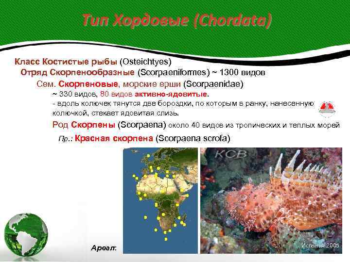 Тип Хордовые (Chordata) Класс Костистые рыбы (Osteichtyes) Отряд Скорпенообразные (Scorpaeniformes) ~ 1300 видов Сем.