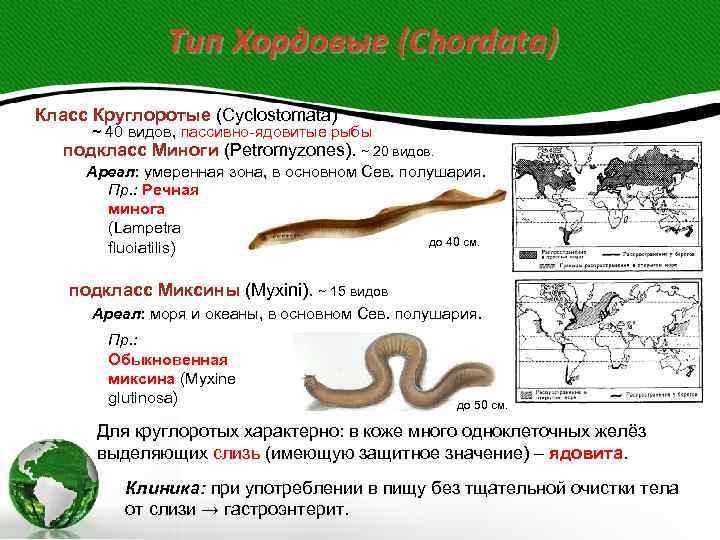 Тип Хордовые (Chordata) Класс Круглоротые (Cyclostomata) ~ 40 видов, пассивно-ядовитые рыбы подкласс Миноги (Petromyzones).