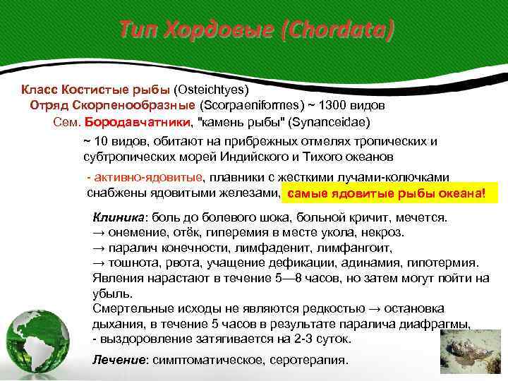 Тип Хордовые (Chordata) Класс Костистые рыбы (Osteichtyes) Отряд Скорпенообразные (Scorpaeniformes) ~ 1300 видов Сем.