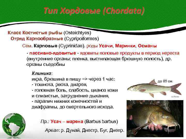 Тип Хордовые (Chordata) Класс Костистые рыбы (Osteichtyes) Отряд Карпообразные (Cypripoiformes) Сем. Карповые (Cyprinidae). роды