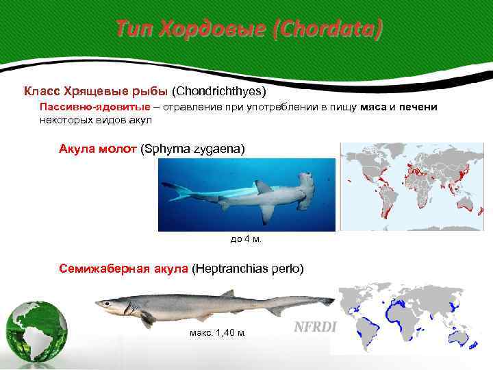 Тип Хордовые (Chordata) Класс Хрящевые рыбы (Chondrichthyes) Пассивно-ядовитые – отравление при употреблении в пищу