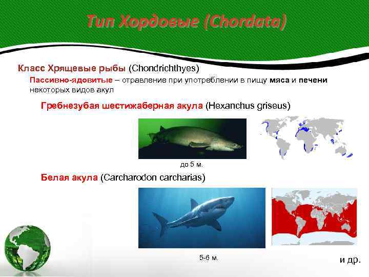 Тип Хордовые (Chordata) Класс Хрящевые рыбы (Chondrichthyes) Пассивно-ядовитые – отравление при употреблении в пищу