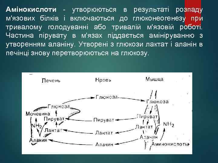 Амінокислоти - утворюються в результаті розпаду м'язових білків і включаються до глюконеогенезу при тривалому