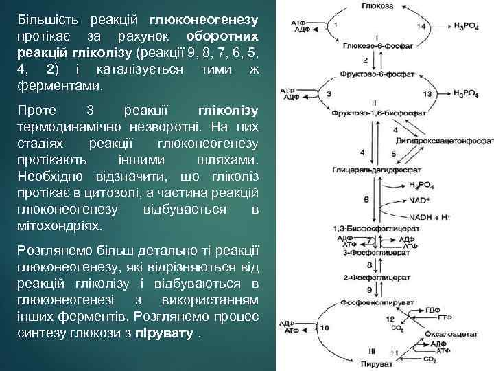 Більшість реакцій глюконеогенезу протікає за рахунок оборотних реакцій гліколізу (реакції 9, 8, 7, 6,