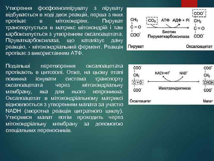 Утворення фосфоенолпірувату з пірувату відбувається в ході двох реакцій, перша з яких протікає в