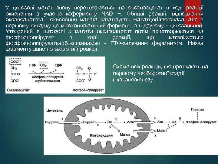 У цитозолі малат знову перетворюється на оксалоацетат в ході реакції окислення з участю коферменту