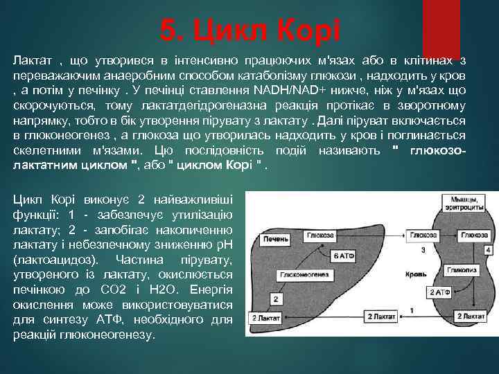 5. Цикл Корі Лактат , що утворився в інтенсивно працюючих м'язах або в клітинах